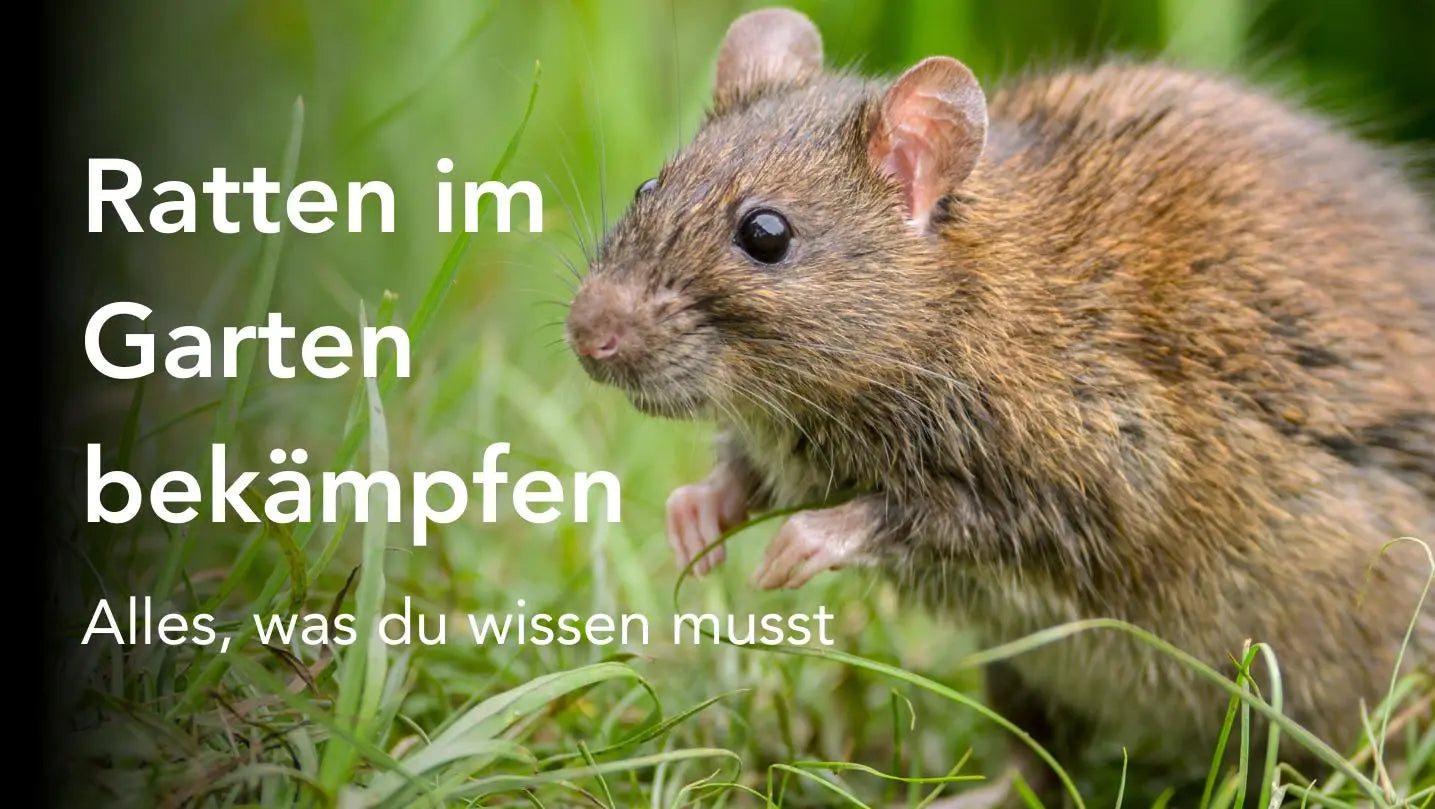 Ratten im Garten bekämpfen Alles was du wissen musst OFIVO