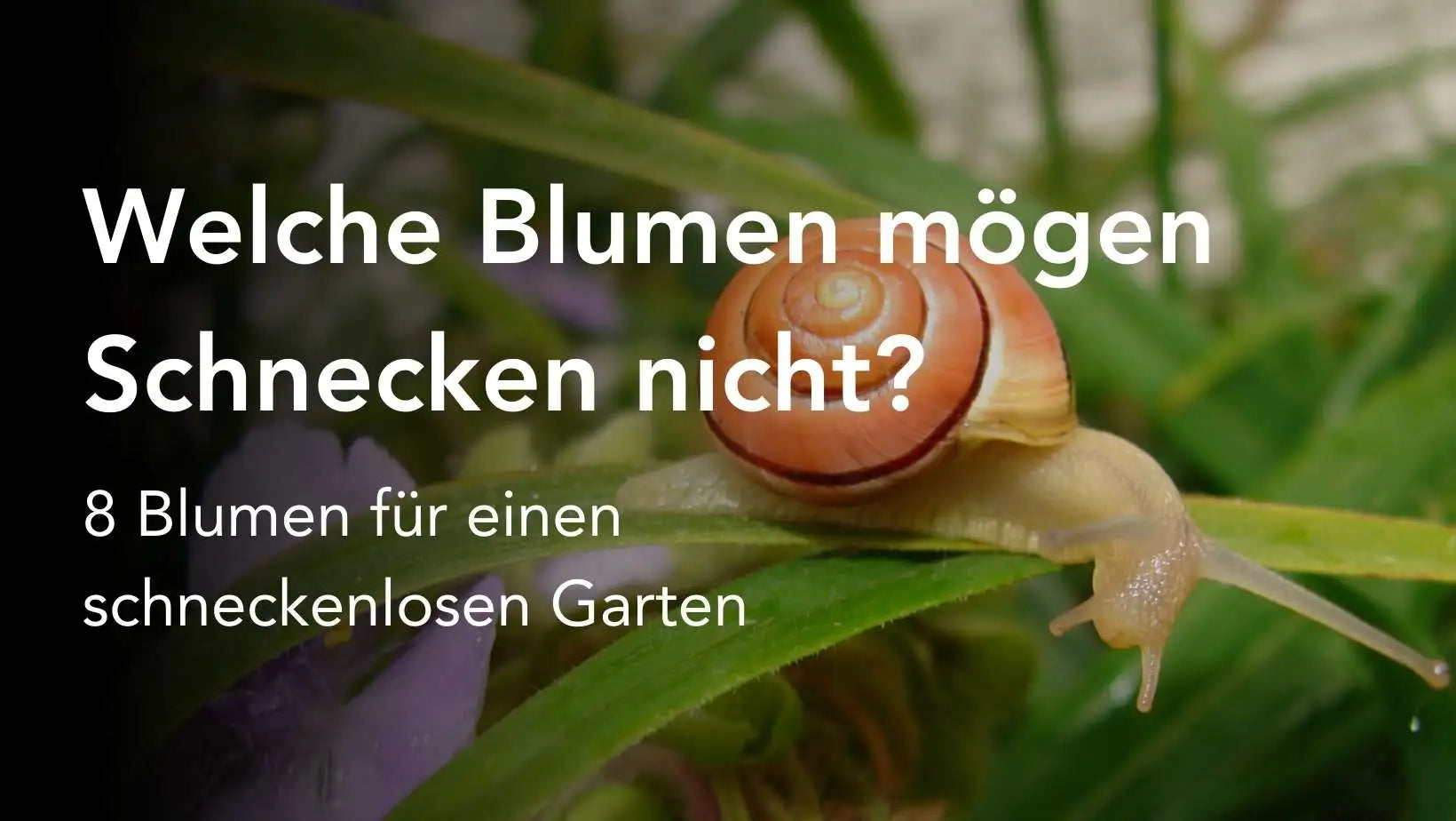 8 Blumen, die Schnecken nicht mögen & weitere Tipps zur Vertreibung OFIVO