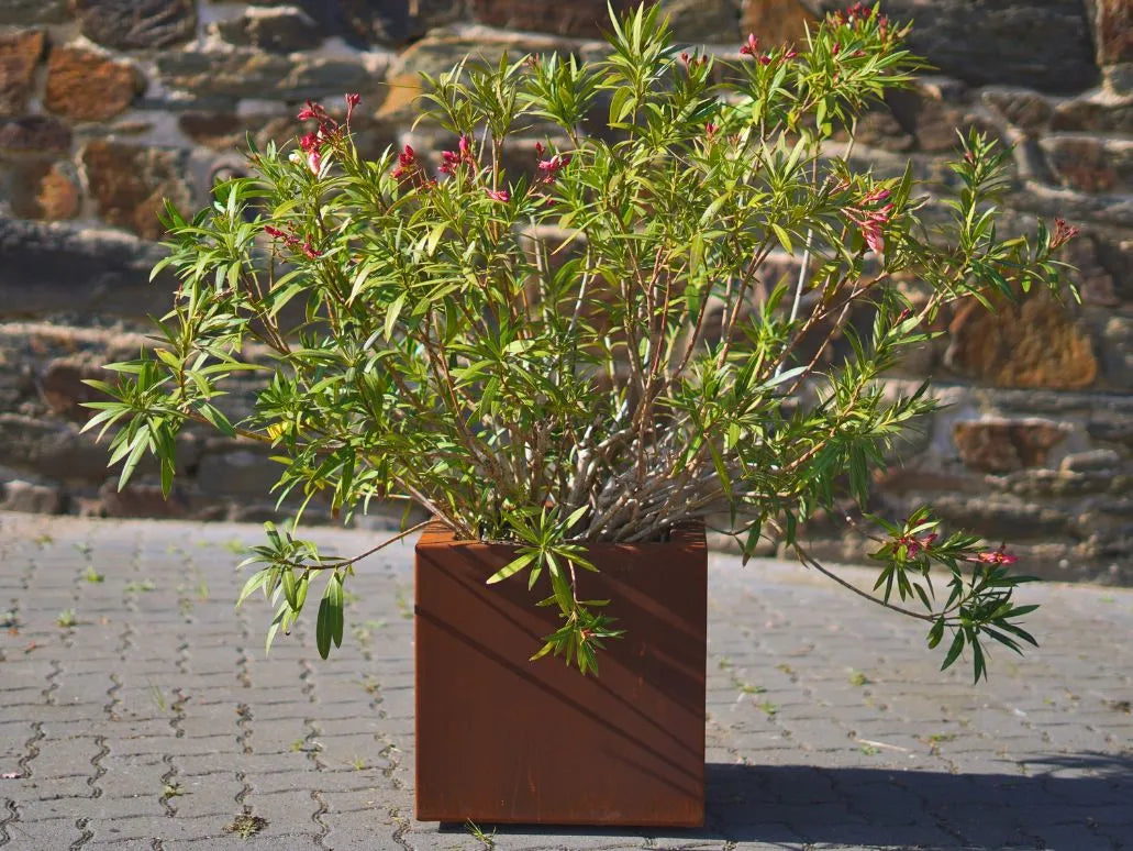 Quadratischer Cortenstahl Pflanzkübel ARACTA mit einem Oleander darin