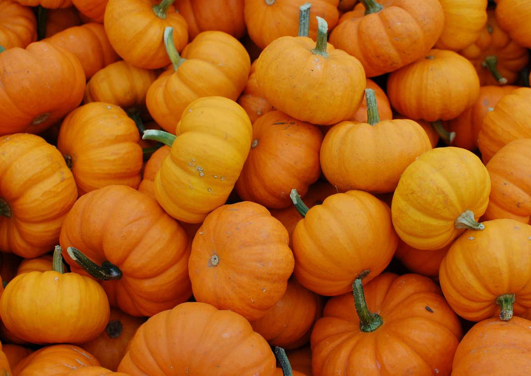 Der Garten im Oktober - das gibt's zu tun!