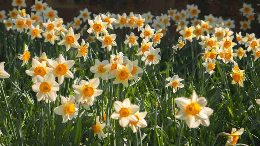 4 Dinge, die du im April in deinem Garten nicht vergessen solltest