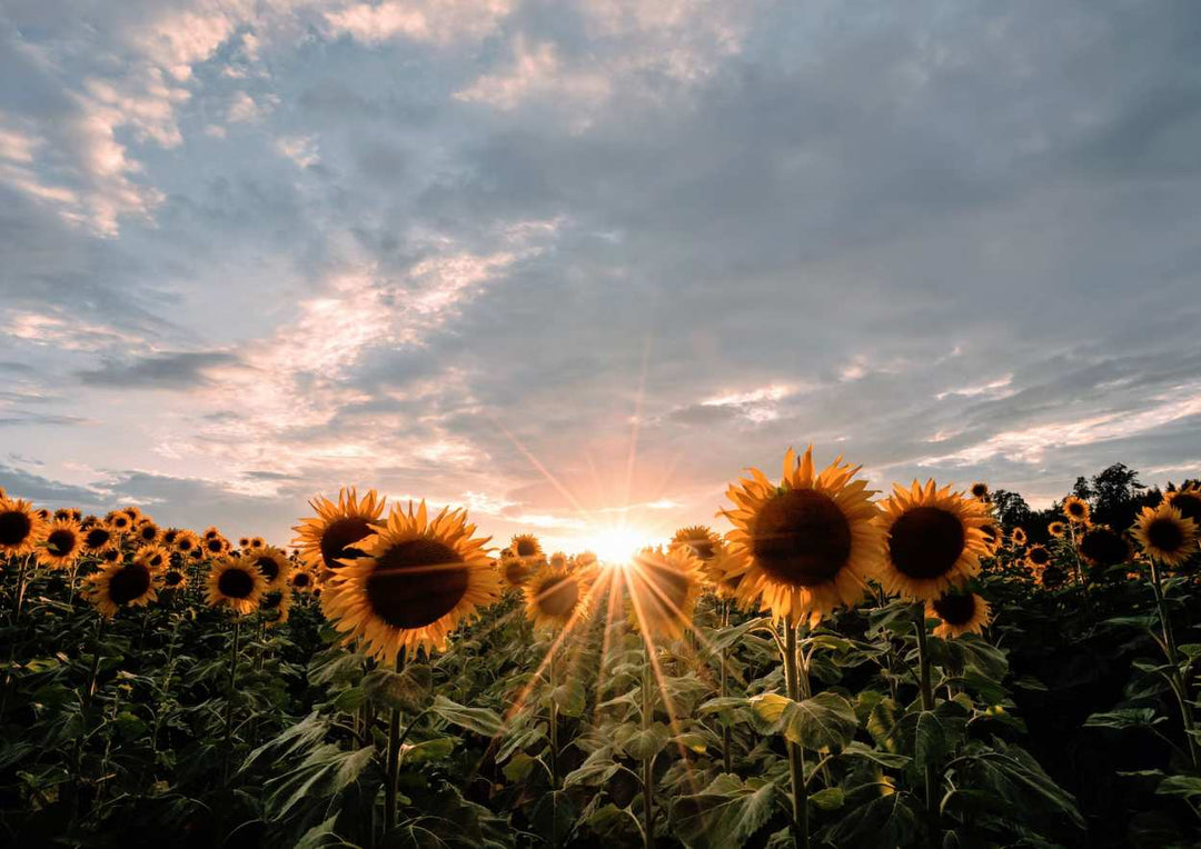 Der Garten im August - das gibt's zu tun!