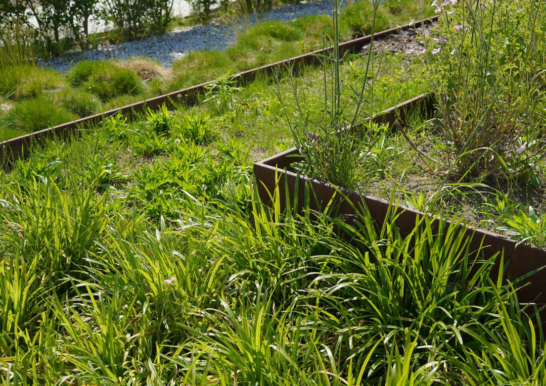 Cortenstahl Schale im Garten