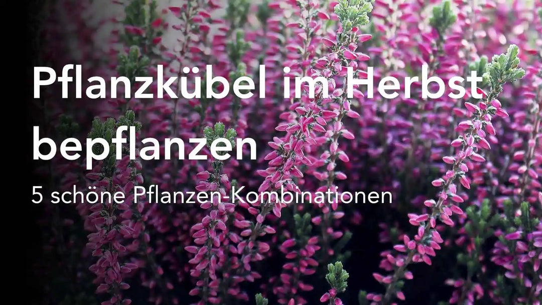 Pflanzkübel im Herbst bepflanzen - 5 schöne Kombinationen für Herbst und Winter
