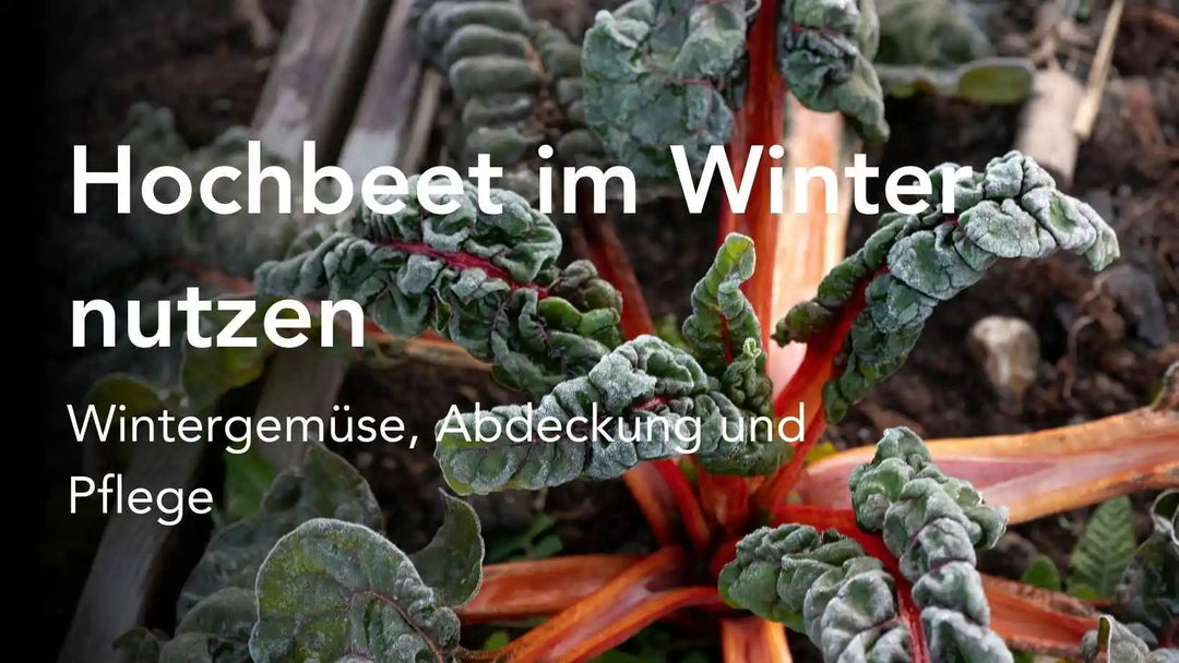 Hochbeet im Winter nutzen - Wintergemüse, Abdeckung und Pflege
