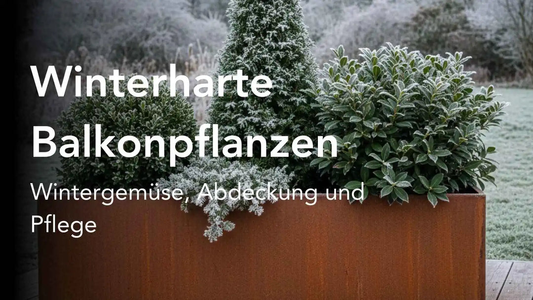 Winterharte Balkonpflanzen – So bleibt dein Balkon auch im Winter lebendig
