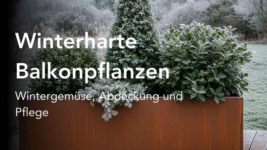 Winterharte Balkonpflanzen – So bleibt dein Balkon auch im Winter lebendig