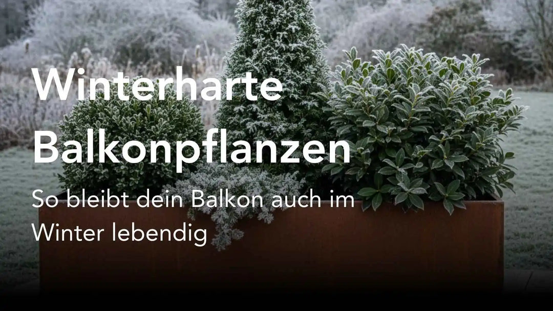 Winterharte Balkonpflanzen – So bleibt dein Balkon auch im Winter lebendig