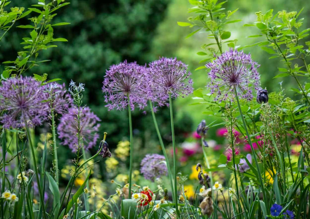 Der Garten im Juli - das gibt's zu tun!