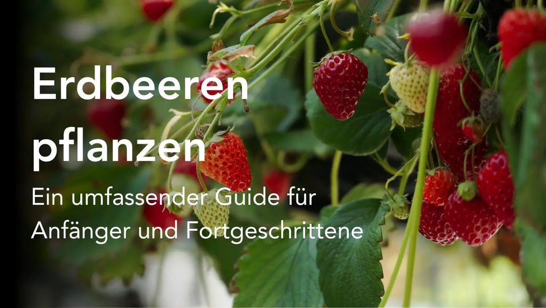 Erdbeeren pflanzen - Strauch Erdbeeren als Titelbild