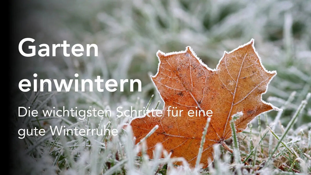 Titelbild mit einem heruntergefallenen Blatt im Vordergrund auf einer Wiese mit Raureif