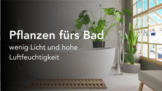 Pflanzen fürs Bad - wenig Licht und hohe Luftfeuchtigkeit