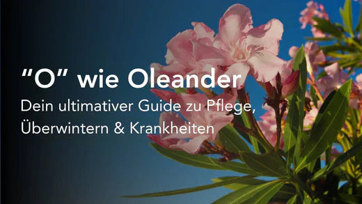 "O" wie Oleander - Dein ultimativer Guide zu Pflege, Überwintern & Krankheiten