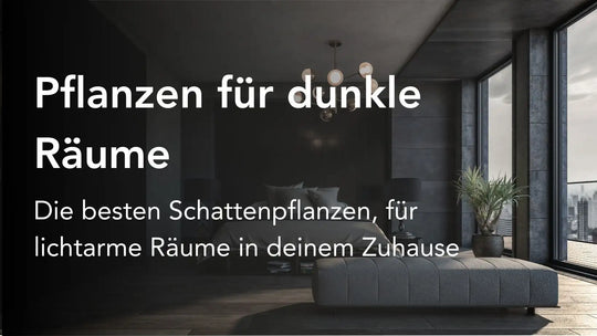 Pflanzen für dunkle Räume - Unsere Top 8 Pflanzen für dunkle Ecken