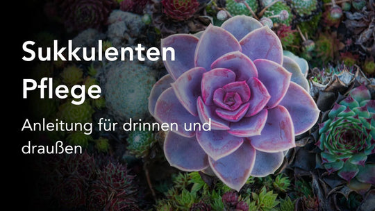 Sukkulenten Pflege - Anleitung für drinnen und draußen
