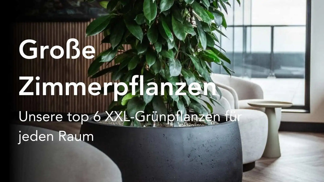 Die 6 beliebtesten XXL-Zimmerpflanzen für jeden Raumtyp