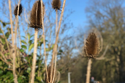 Der Garten im Februar - Was du jetzt tun kannst