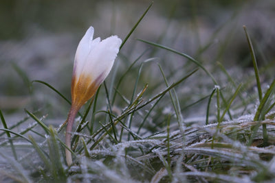 Der Frühling kommt - Die besten Tipps für deinen Garten im März
