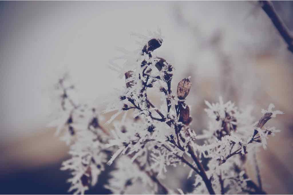 Pflanzen frostsicher einpacken