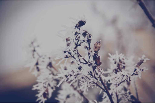 Pflanzen frostsicher einpacken