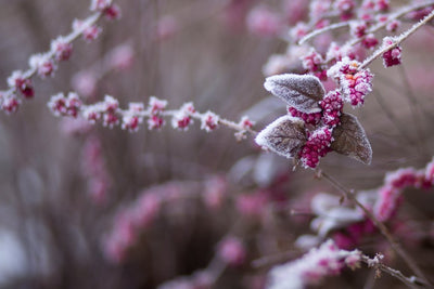 Tipps für deinen Garten im Januar