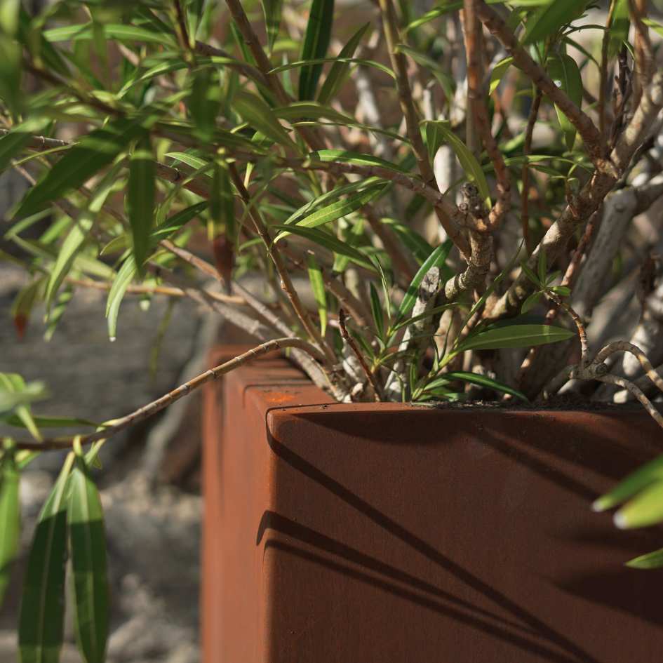 Oleander in einem Pflanzkübel aus Cortenstahl von Nahem