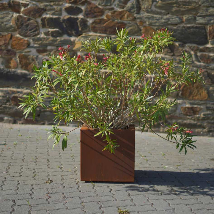 Pflanzkübel aus Cortenstahl mit einem blühenden Oleander darin