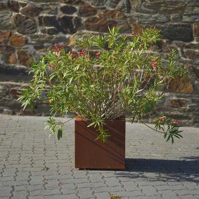 Pflanzkübel aus Cortenstahl mit einem blühenden Oleander darin
